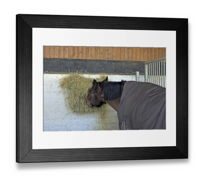 Framed Print : Horse eats hay from hay rack, Westphalian Framed Print : Horse eats hay from hay rack, Westphalian