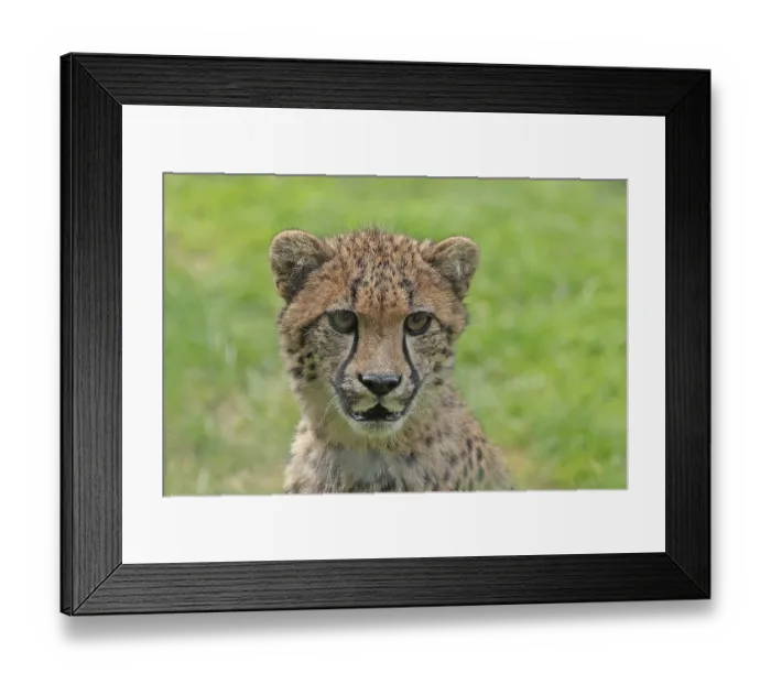 Framed Print : Cheetah (Acinonyx jubatus), captive