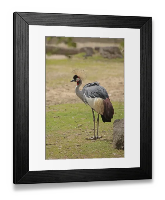 Framed Print : Crowned crane (Balearica pavonina)