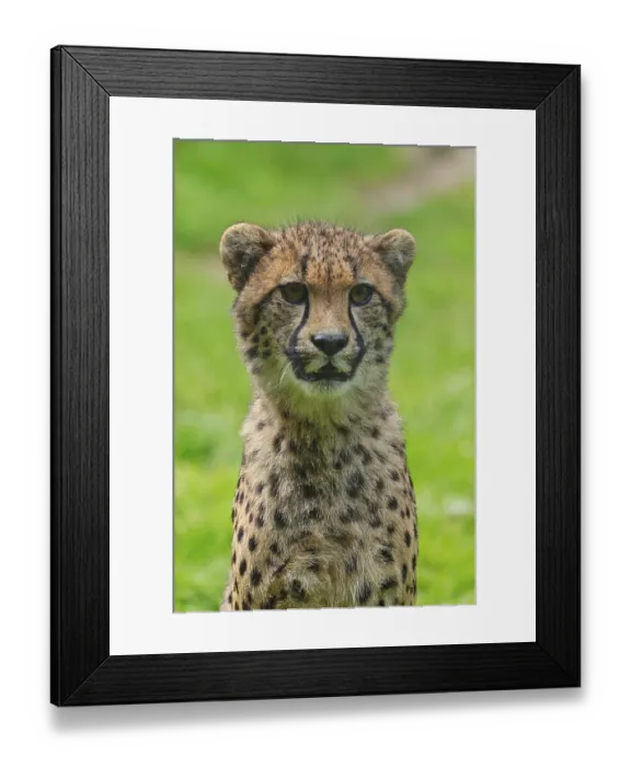 Framed Print : Cheetah (Acinonyx jubatus), captive