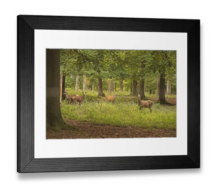 Framed Print : Red deer (Cervus elaphus), herd