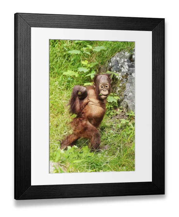 Framed Print : Orangutan (Pongo), young animal, captive Framed Print : Orangutan (Pongo), young animal, captive