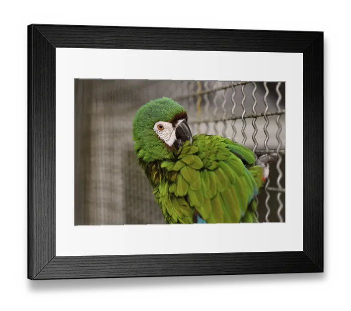 Framed Print : Blue-winged macaw in bird enclosure