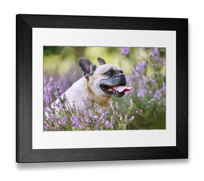 Framed Print : Fawn colored French Bulldog in heather flower field