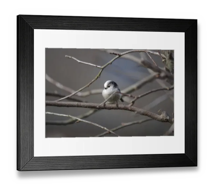 Framed Print : Long-tailed Tit (Aegithalos caudatus) Framed Print : Long-tailed Tit (Aegithalos caudatus)