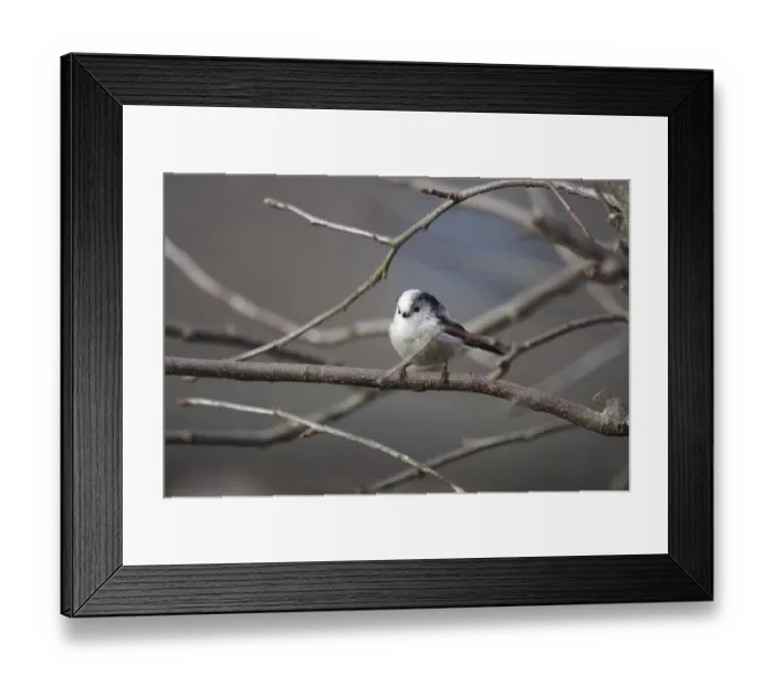 Framed Print : Long-tailed Tit (Aegithalos caudatus)