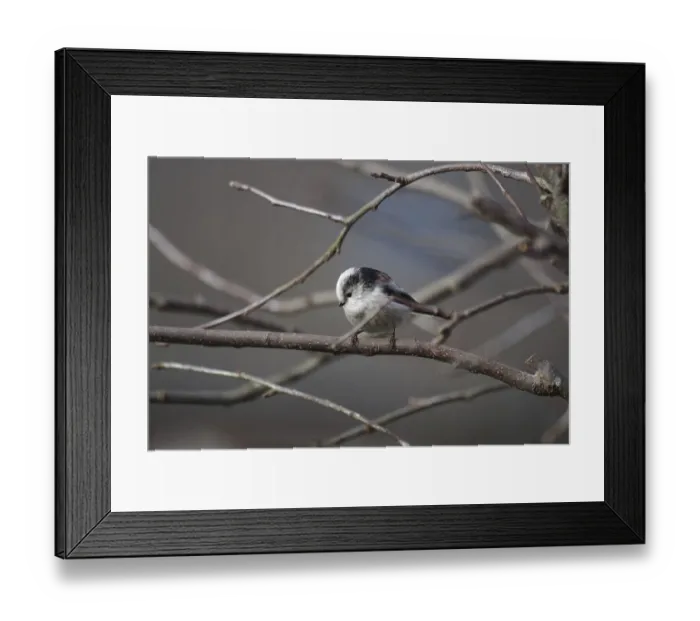 Framed Print : Long-tailed tit (Aegithalos caudatus) Framed Print : Long-tailed tit (Aegithalos caudatus)