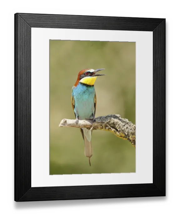 Framed Print : European bee-eater (Merops apiaster) sitting on a branch covered with green lichen Framed Print : European bee-eater (Merops apiaster) sitting on a branch covered with green lichen