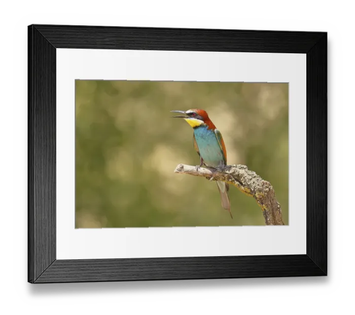Framed Print : European bee-eater (Merops apiaster) sitting on a branch covered with green lichen Framed Print : European bee-eater (Merops apiaster) sitting on a branch covered with green lichen