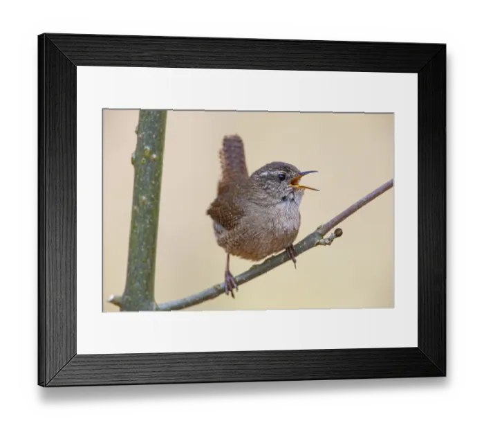 Framed Print : Wren (troglodytes troglodytes) Germany Framed Print : Wren (troglodytes troglodytes) Germany