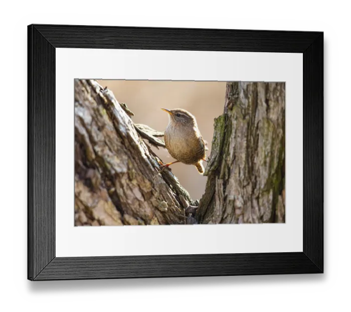 Framed Print : Wren (troglodytes troglodytes) Germany