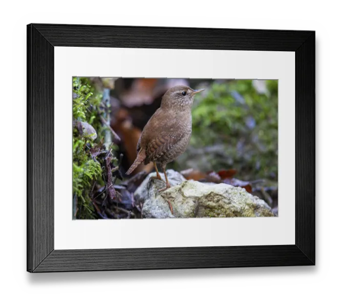 Framed Print : Wren (troglodytes troglodytes) Germany Framed Print : Wren (troglodytes troglodytes) Germany
