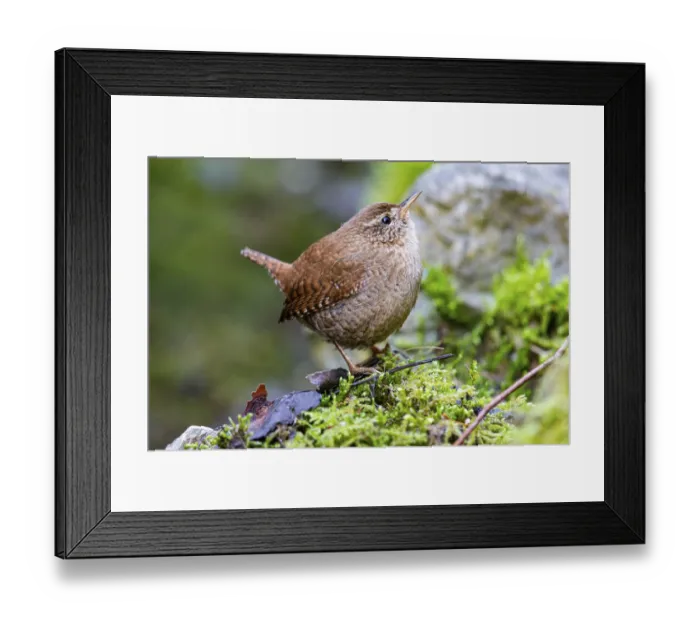 Framed Print : Wren (troglodytes troglodytes) Germany