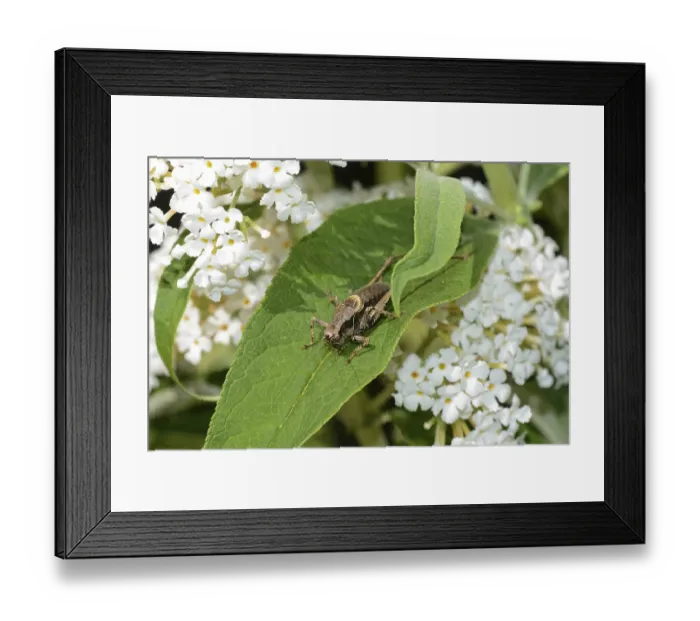 Framed Print : Common bush cricket (Pholidoptera griseoaptera) on a green leaf in the nature