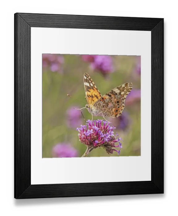 Framed Print : Safflower Cynthia cardui' Safflower Cynthia cardui