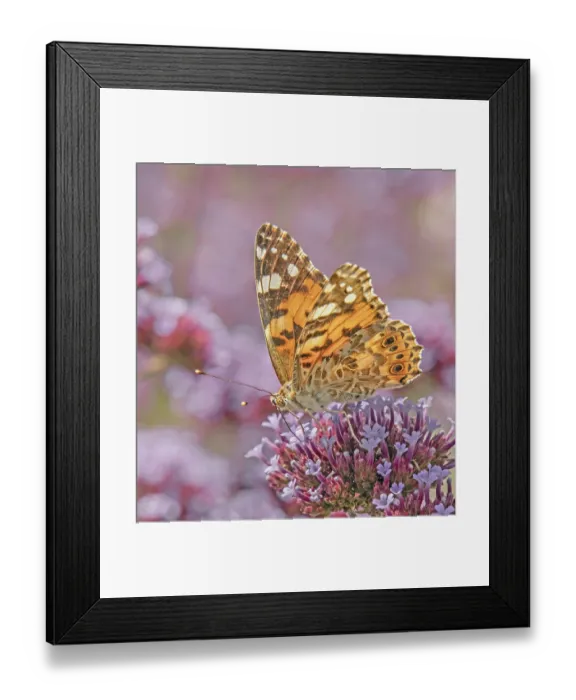 Framed Print : Safflower Cynthia cardui' Safflower Cynthia cardui