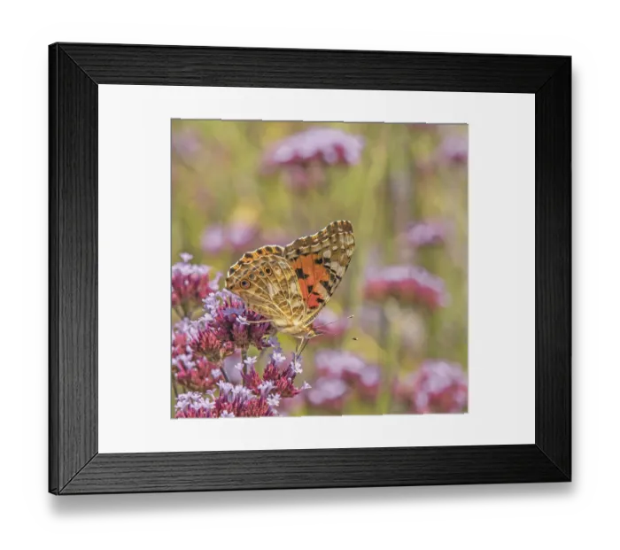Framed Print : Safflower Cynthia cardui' Safflower Cynthia cardui