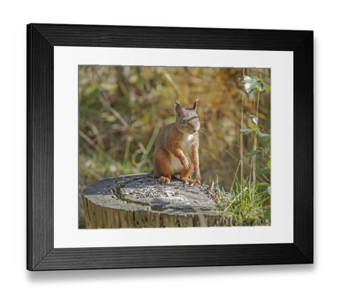 Framed Print : European squirrel Sciurus vulgaris