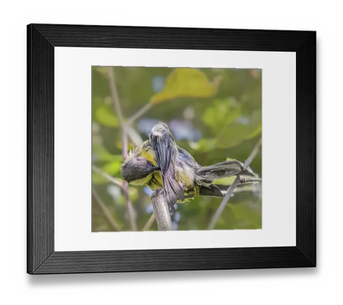 Framed Print : Plumage care of a great tit Parus major