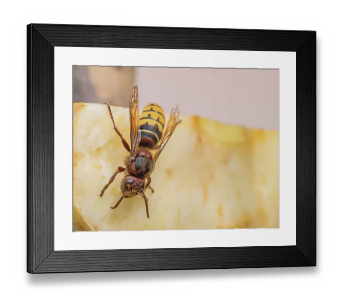 Framed Print : Hornet Vespa Crabro' Hornet Vespa Crabro