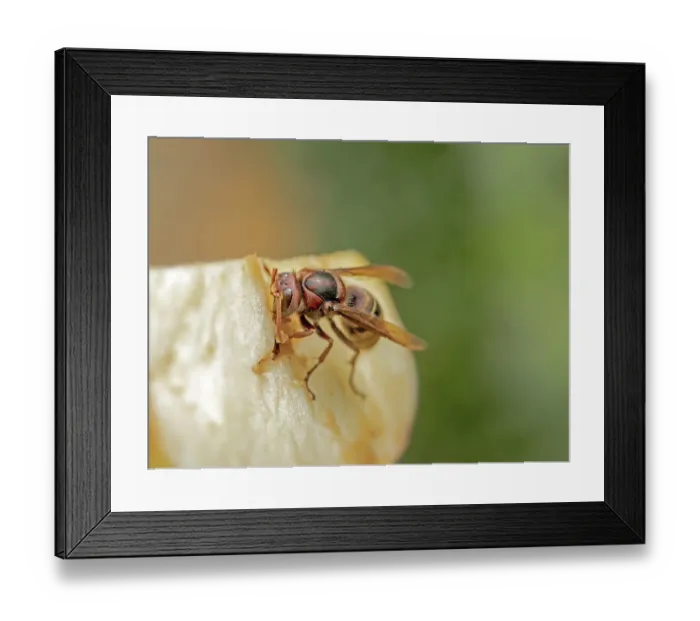 Framed Print : Hornet Vespa Crabro' Hornet Vespa Crabro