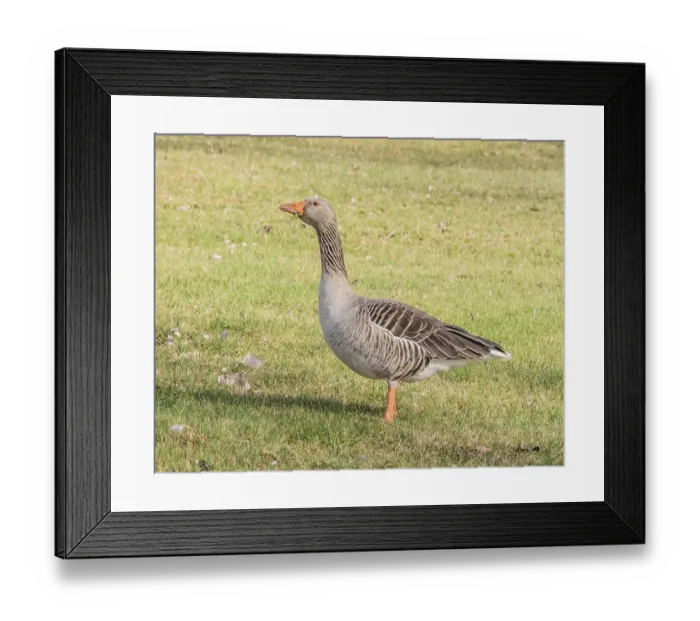 Framed Print : Grey goose Anser anser' Grey goose Anser anser Framed Print : Grey goose Anser anser' Grey goose Anser anser