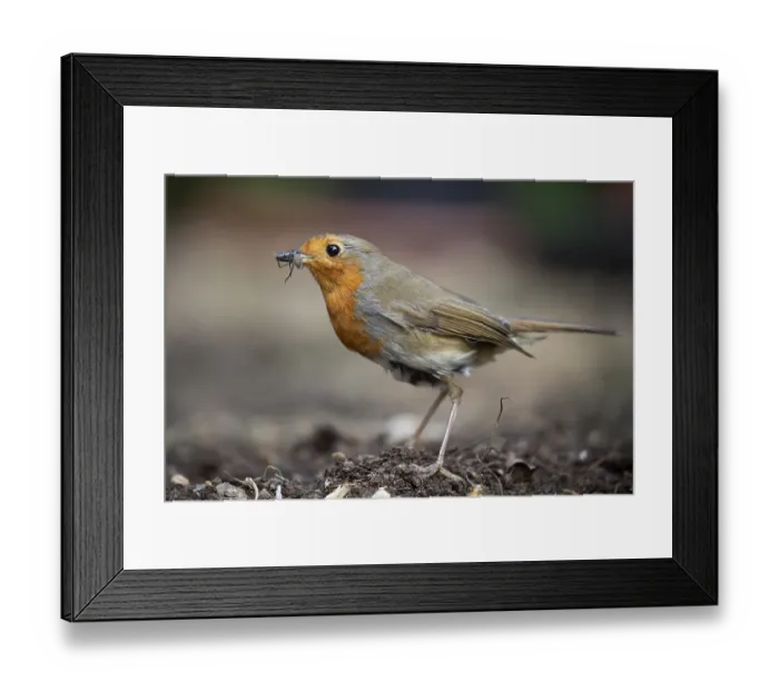 Framed Print : European robin (Erithacus rubecula) adult garden bird with bugs for food in its beak in summer