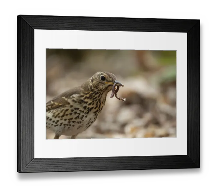 Framed Print : Song thrush (Turdus philomelos) adult garden bird with a worm for food in its beak in spring