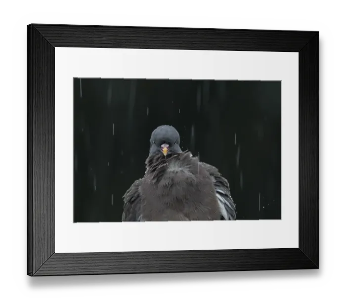 Framed Print : Wood pigeon (Columba palumbus) adult garden bird in a rain storm in summer Framed Print : Wood pigeon (Columba palumbus) adult garden bird in a rain storm in summer