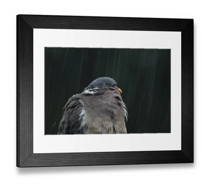 Framed Print : Wood pigeon (Columba palumbus) adult garden bird in a rain storm in summer