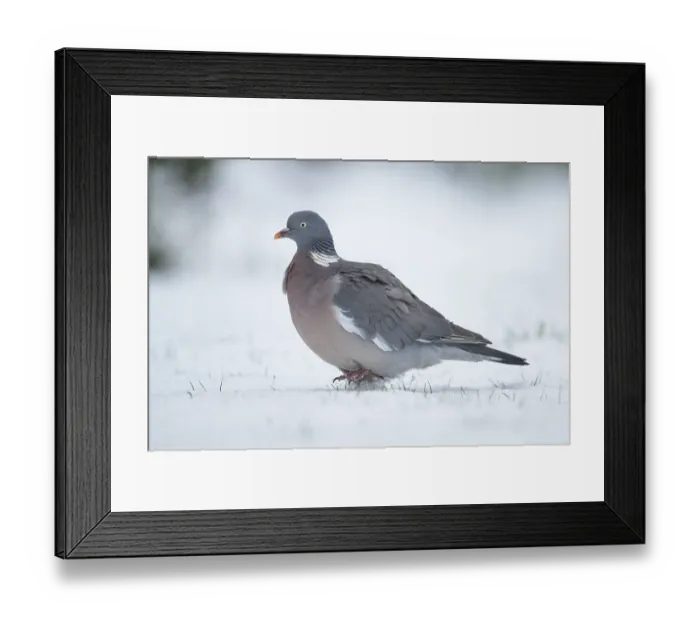 Framed Print : Wood pigeon (Columba palumbus) adult garden bird on snow in winter Framed Print : Wood pigeon (Columba palumbus) adult garden bird on snow in winter