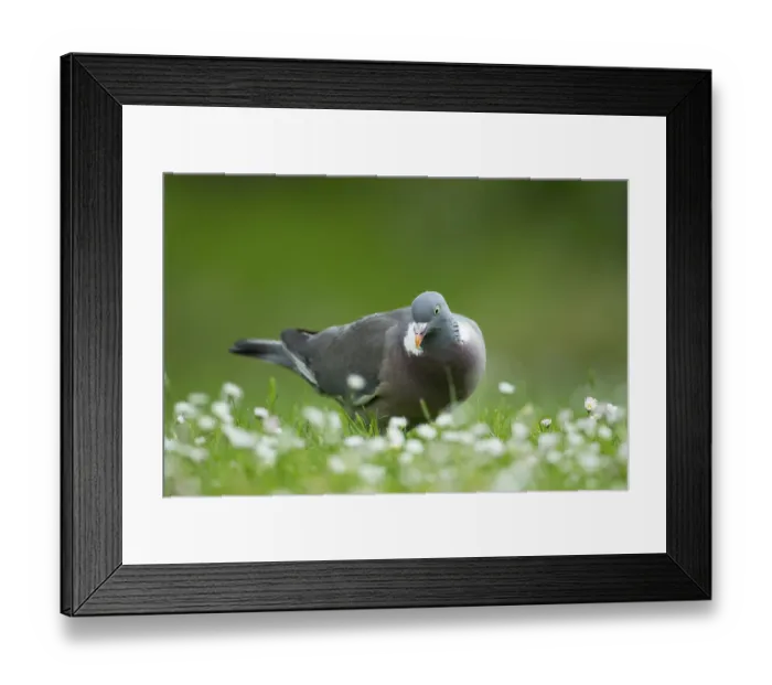 Framed Print : Wood pigeon (Columba palumbus) adult garden bird on a grass lawn with daisy flowers in summer