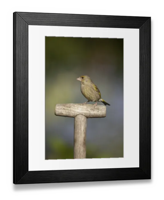 Framed Print : Eurasian greenfinch (Chloris chloris) adult garden bird on a fork handle in summer