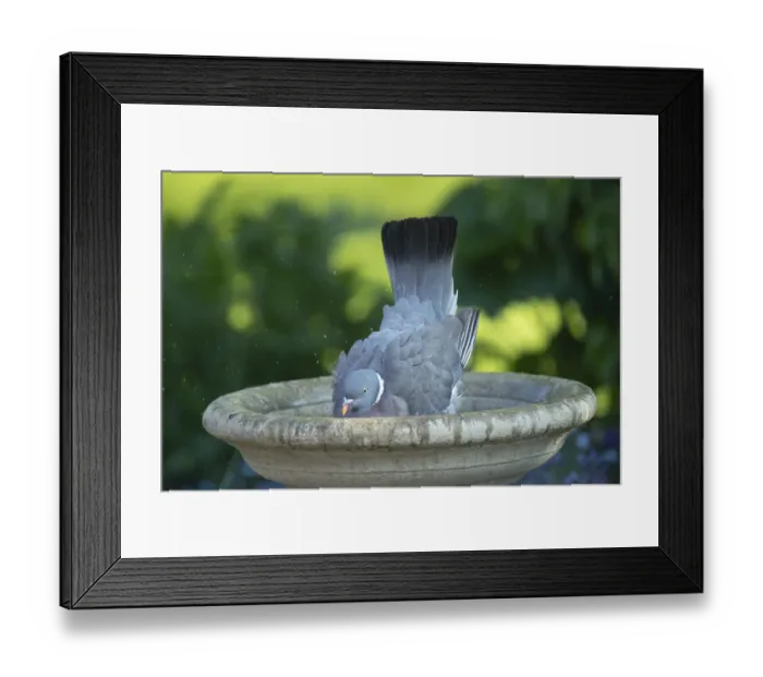 Framed Print : Wood pigeon (Columba palumbus) adult garden bird bathing in a bird bath in summer Framed Print : Wood pigeon (Columba palumbus) adult garden bird bathing in a bird bath in summer