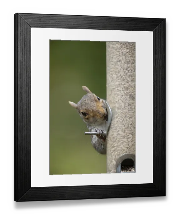 Framed Print : Grey squirrel (Sciurus carolinensis) adult animal eating sunflower seed hearts from a garden bird feeder Framed Print : Grey squirrel (Sciurus carolinensis) adult animal eating sunflower seed hearts from a garden bird feeder