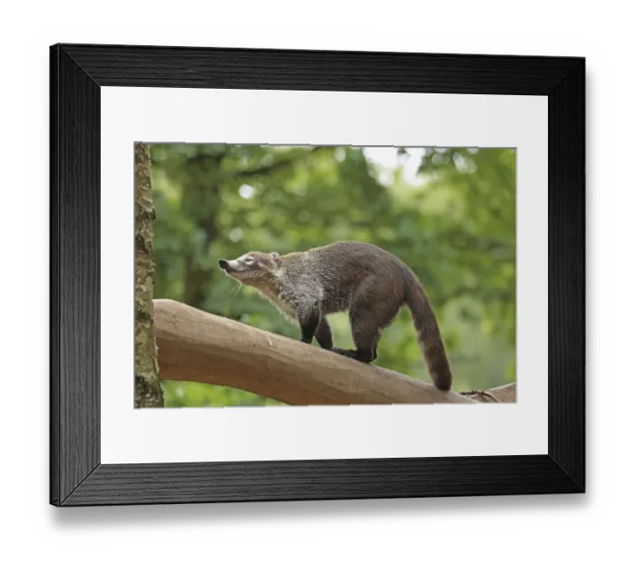 Framed Print : White-trunked coati (Nasua narica) Captive Framed Print : White-trunked coati (Nasua narica) Captive