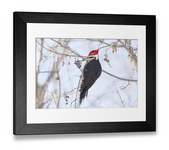 Framed Print : ibxphe10409924.jpg