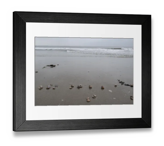 Framed Print : Large pepper mussels (Scrobicularia plana) on the beach