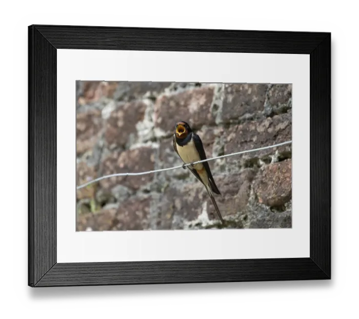 Framed Print : Barn swallow (Hirundo rustica) adult bird singing in summer Framed Print : Barn swallow (Hirundo rustica) adult bird singing in summer