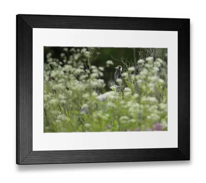 Framed Print : Common crane (Grus grus) adult bird in marshland in spring Framed Print : Common crane (Grus grus) adult bird in marshland in spring