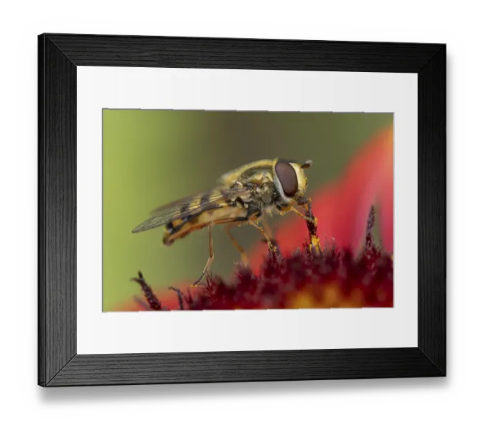 Framed Print : Common hoverfly (Eupeodes corollae) adult insect feeding on garden Blanket flower (Gaillardia spp) Framed Print : Common hoverfly (Eupeodes corollae) adult insect feeding on garden Blanket flower (Gaillardia spp)