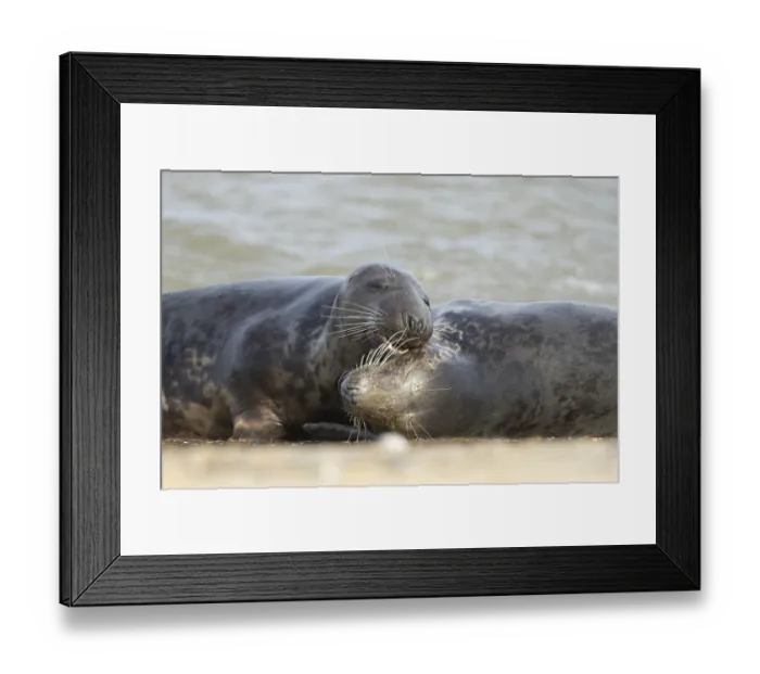 Framed Print : Atlantic grey seal (Halichoerus grypus)
