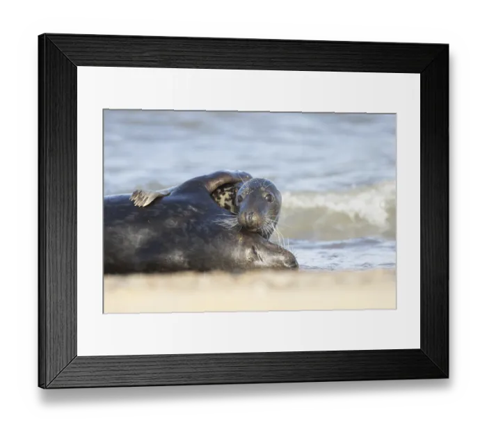 Framed Print : Atlantic grey seal (Halichoerus grypus) Framed Print : Atlantic grey seal (Halichoerus grypus)