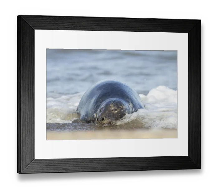 Framed Print : Atlantic grey seal (Halichoerus grypus) adult animal resting in the shallow water of the sea on a beach