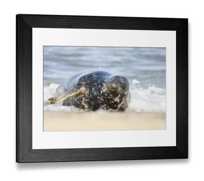 Framed Print : Atlantic grey seal (Halichoerus grypus) adult animal sleeping in the shallow water of the sea on a beach