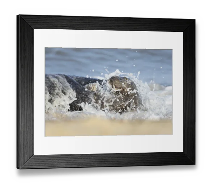 Framed Print : Atlantic grey seal (Halichoerus grypus)