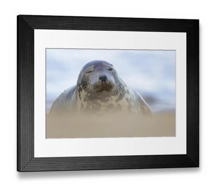 Framed Print : Atlantic grey seal (Halichoerus grypus) adult animal sleeping on a beach