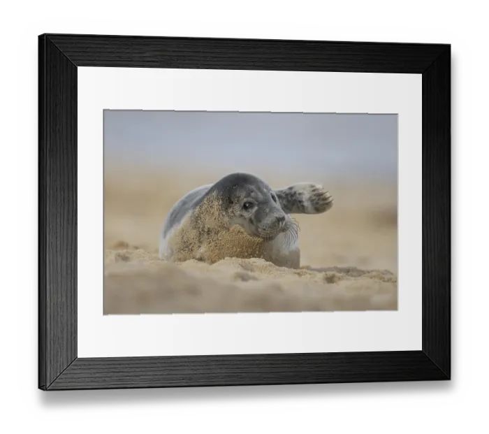 Framed Print : Atlantic grey seal (Halichoerus grypus) juvenile animal waving its front foot on a beach in winter