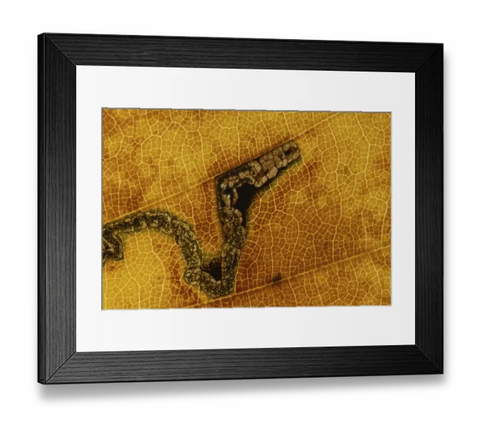 Framed Print : Common beech tree (Fagus sylvatica)