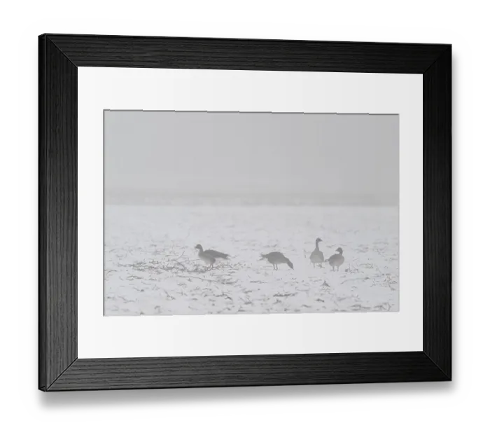 Framed Print : Bean geese (Anser fabalis) in the snow Framed Print : Bean geese (Anser fabalis) in the snow